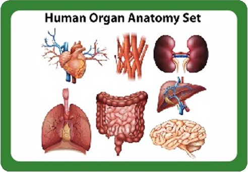 Diseases Of The Digestive System