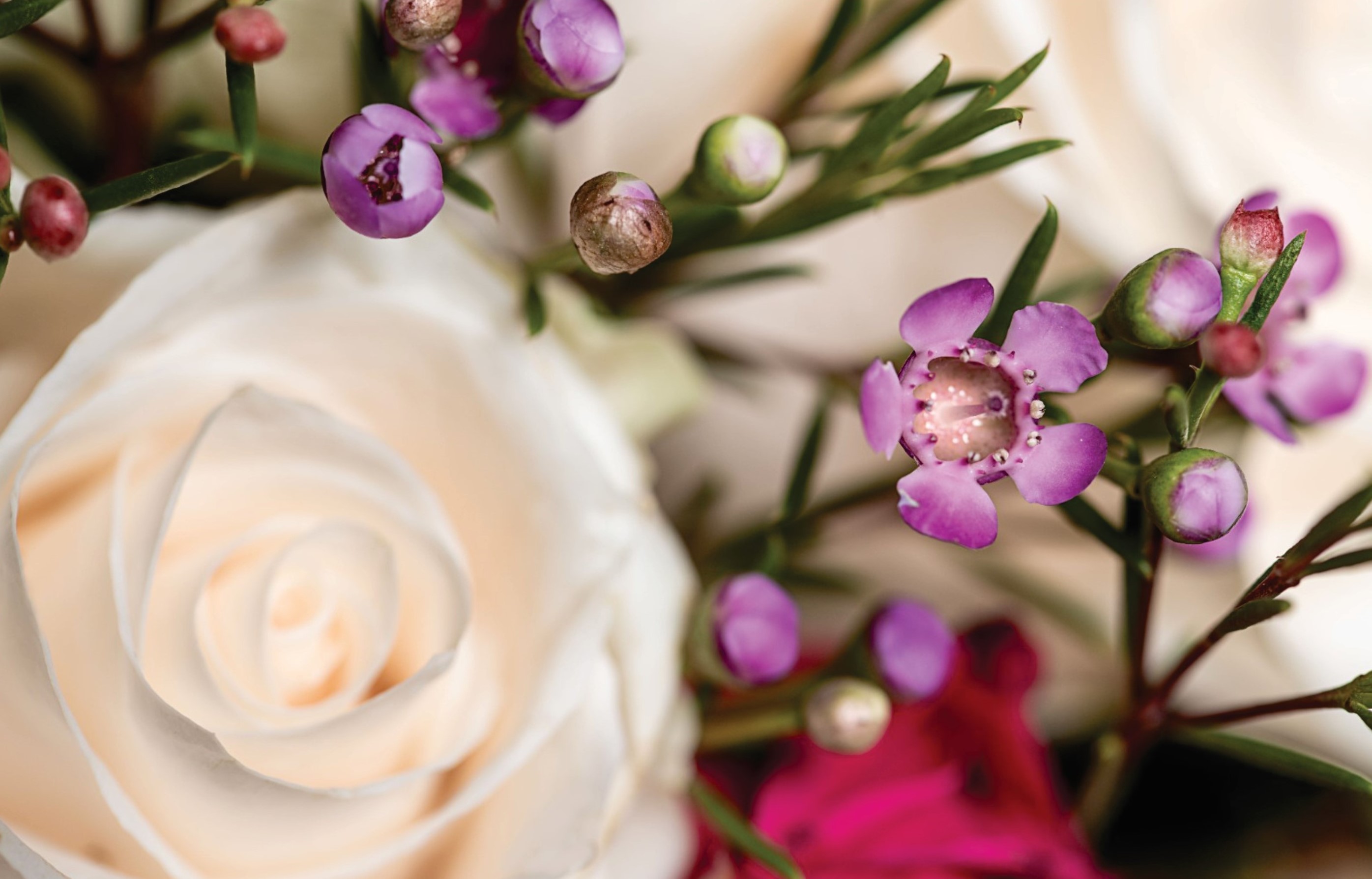 Roses blooming in the garden